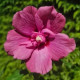 Rode Zuil Hibiscus - Hibiscus syriacus Flower Tower Ruby ('Gandini van Aart Ruby'PBR)
