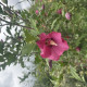 Rode Zuil Hibiscus - Hibiscus syriacus Flower Tower Ruby ('Gandini van Aart Ruby'PBR)