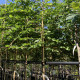 Haagbeuk - Carpinus Betulus leivorm