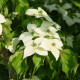Grootbloemige Japanse kornoelje - Cornus kousa 'Chinensis' 
