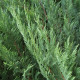 Compacte haag Leylandii 2001 - Cupressocyparis Leylandii 2001