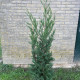 Compacte haag Leylandii 2001 - Cupressocyparis Leylandii 2001