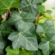 Klimop - Hedera hibernica