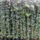 Klimop - Hedera hibernica