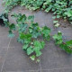 Klimop - Hedera hibernica