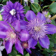 Clematis Arrabella