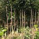 Carpinus betulus - meerstammige Haagbeuk
