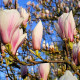 Lei Beverboom - Magnolia soulangeana