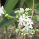 Heptacodium miconoides - Zevenzonenboom