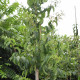 Heptacodium miconoides - Zevenzonenboom