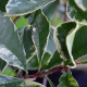 Bol Glansmispel - Photinia Fraseri  'Pink Marble' ®