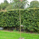 Bol Glansmispel - Photinia Fraseri  'Pink Marble' ®