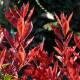 Bol Glansmispel - Photinia Fraseri  'Pink Marble' ®