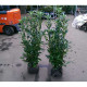 Smalblijvende laurier - Prunus Genolia 'Mariblon' ®