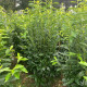 Smalblijvende laurier - Prunus Genolia 'Mariblon' ®