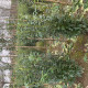 Smalblijvende laurier - Prunus Genolia 'Mariblon' ®