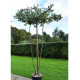 Meerstammige dak steeneik - Quercus ilex