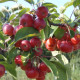 Rode sierappel - Malus Red sentinel Leivorm