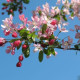 Rode sierappel - Malus Red sentinel Leivorm