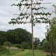 Rode sierappel - Malus Red sentinel Leivorm