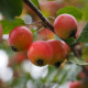 Rode sierappel - Malus Red sentinel Leivorm