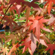 Amberboom - Liquidambar styr. worplesdon Leivorm