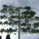 Amberboom - Liquidambar styr. worplesdon Leivorm