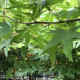 Amberboom - Liquidambar styr. worplesdon Leivorm