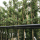 Amberboom - Liquidambar styr. worplesdon Leivorm