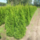 Levensboom - Thuja Smaragd