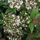 Sneeuwbal- Viburnum Tinus ' Tuscan Dream' 