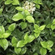 Sneeuwbal- Viburnum Tinus ' Tuscan Dream' 