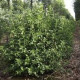 Sneeuwbal- Viburnum Tinus ' Tuscan Dream' 