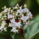 Sneeuwbal- Viburnum Tinus ' Tuscan Dream' 
