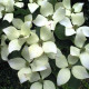 Leivorm Japanse kornoelje - Cornus kousa ' Weisse Fontaine' 
