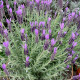 Vlinder Lavendel - Lavendula Stouchas 'Anouk'