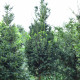Venijnboom Hoogstam - Taxus baccata