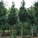 Venijnboom Hoogstam - Taxus baccata