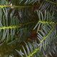 Venijnboom Hoogstam - Taxus baccata