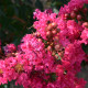 Lagerstroemia - Lagerstroemia Indica 'Tuscarora'