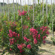 Lagerstroemia - Lagerstroemia Indica 'Tuscarora'