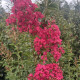 Lagerstroemia - Lagerstroemia Indica 'Tuscarora'