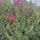 Lagerstroemia - Lagerstroemia Indica 'Tuscarora'