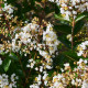 Lagerstroemia - Lagerstroemia Indica 'Natchez'