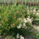 Lagerstroemia - Lagerstroemia Indica 'Natchez'