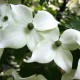 Japanse Kornoelje - Cornus Kousa ' Weisse Fontaine' 