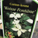 Japanse Kornoelje - Cornus Kousa ' Weisse Fontaine' 