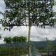 Ilex Nelly R. Stevens - Lei Hulst 