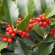 Ilex Nelly R. Stevens - Lei Hulst 