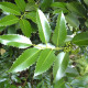 Ilex Nelly R. Stevens - Lei Hulst 